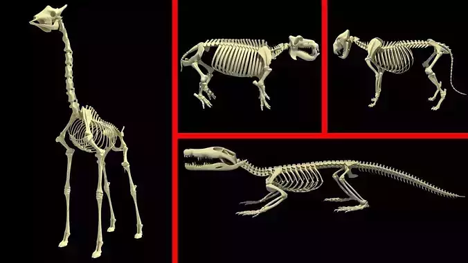 African Animal Skeletons Collection 