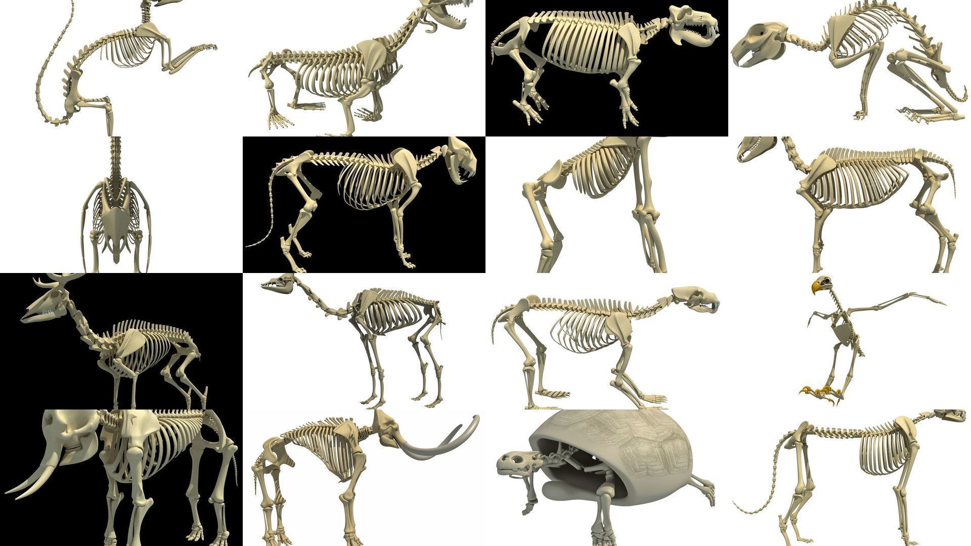 Wild Skeleton Pack 3D Model Collection_1