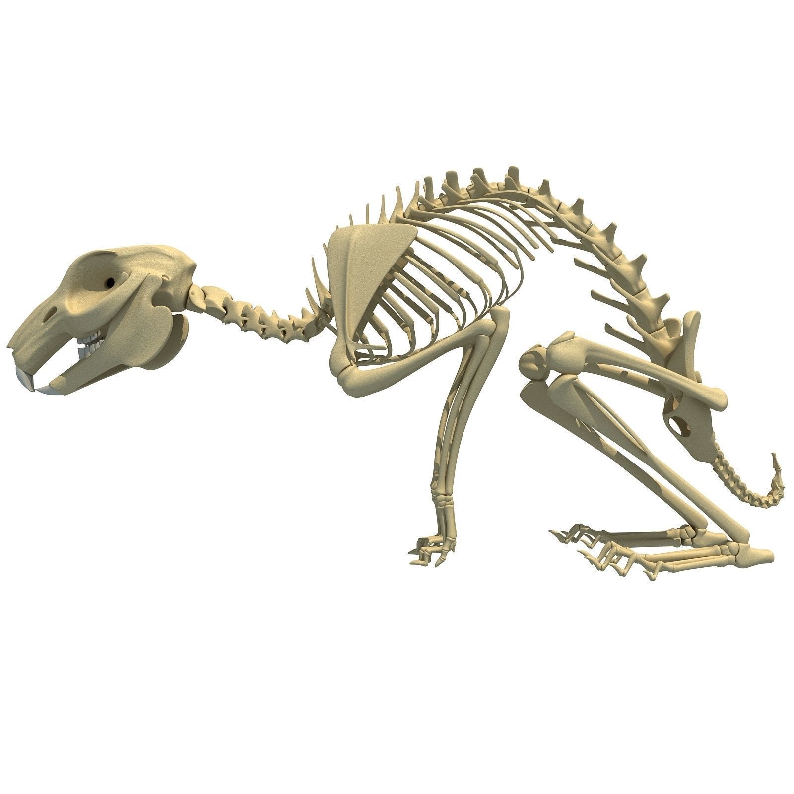 Wild Skeleton Pack 3D Model Collection_5
