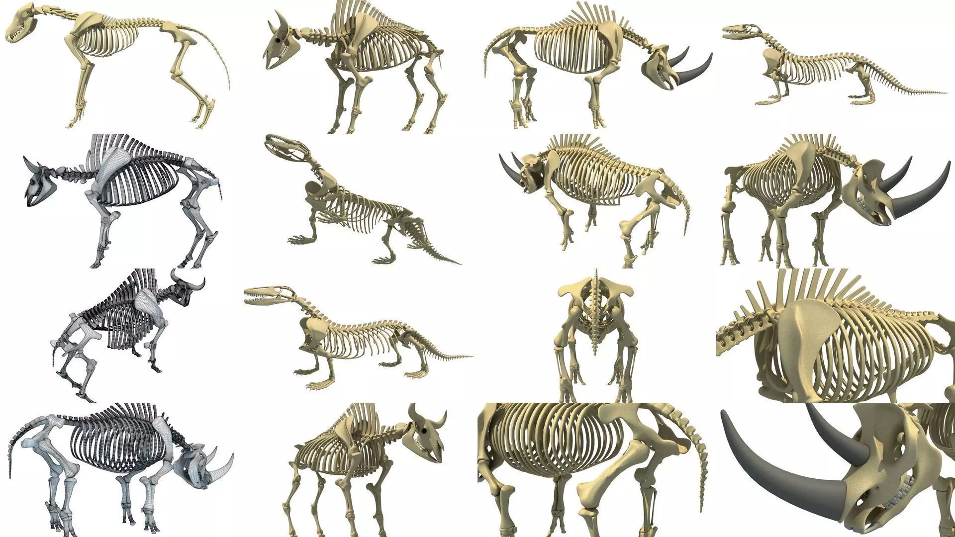 Wild Skeleton Pack 3D Model Collection_0