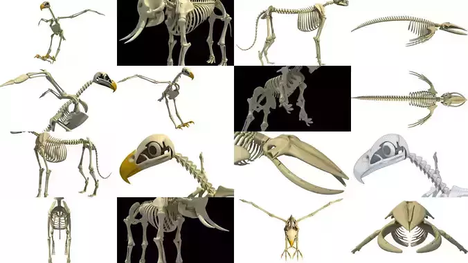 Wild Skeletons Models Pack 3D Model Collection