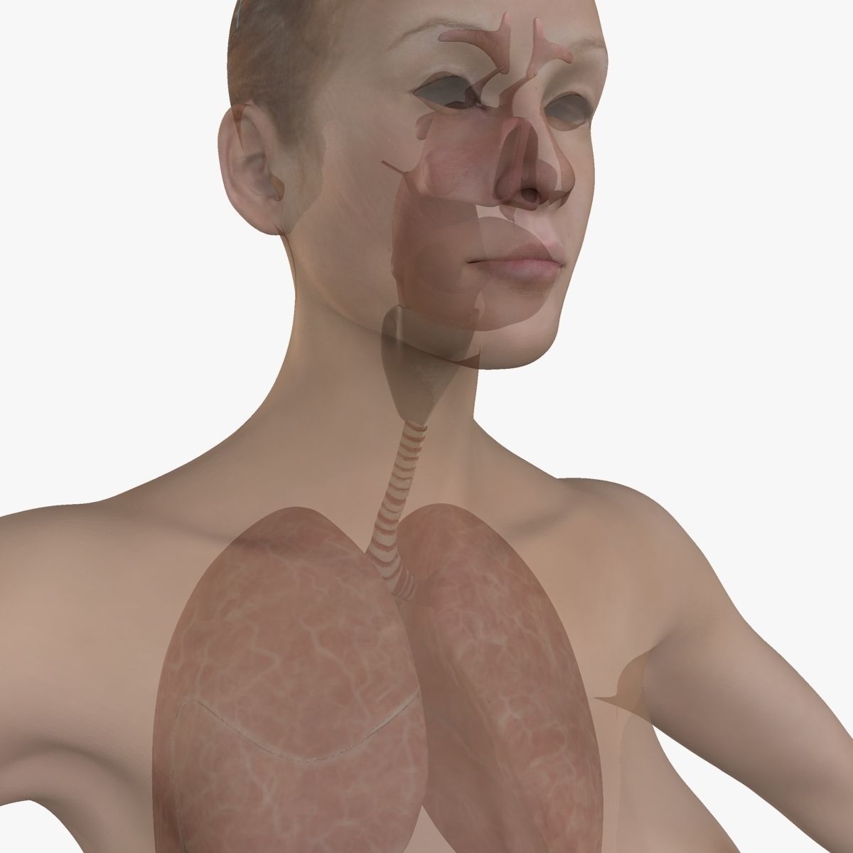 Ultimate Complete Rigged Female 3D model_22