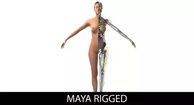 Ultimate Complete Rigged Female 3D model