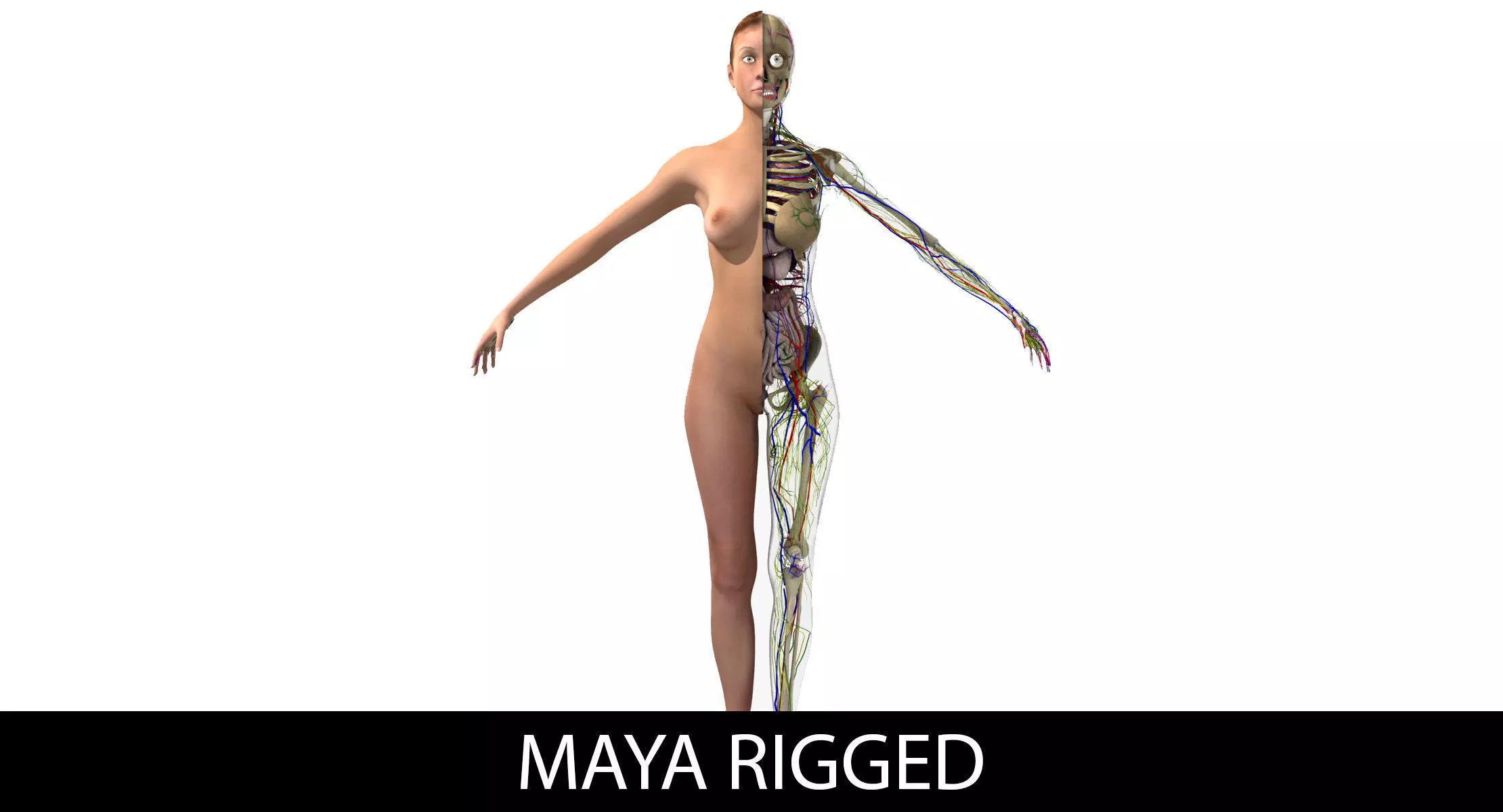 Ultimate Complete Rigged Female 3D model_0