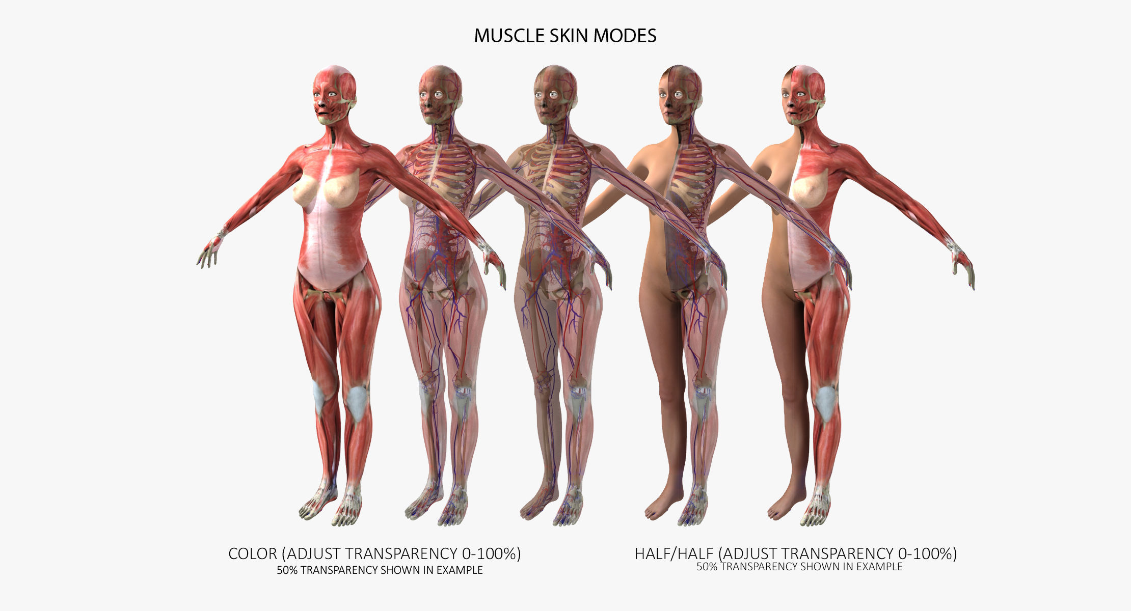 Ultimate Complete Rigged Female 3D model_5