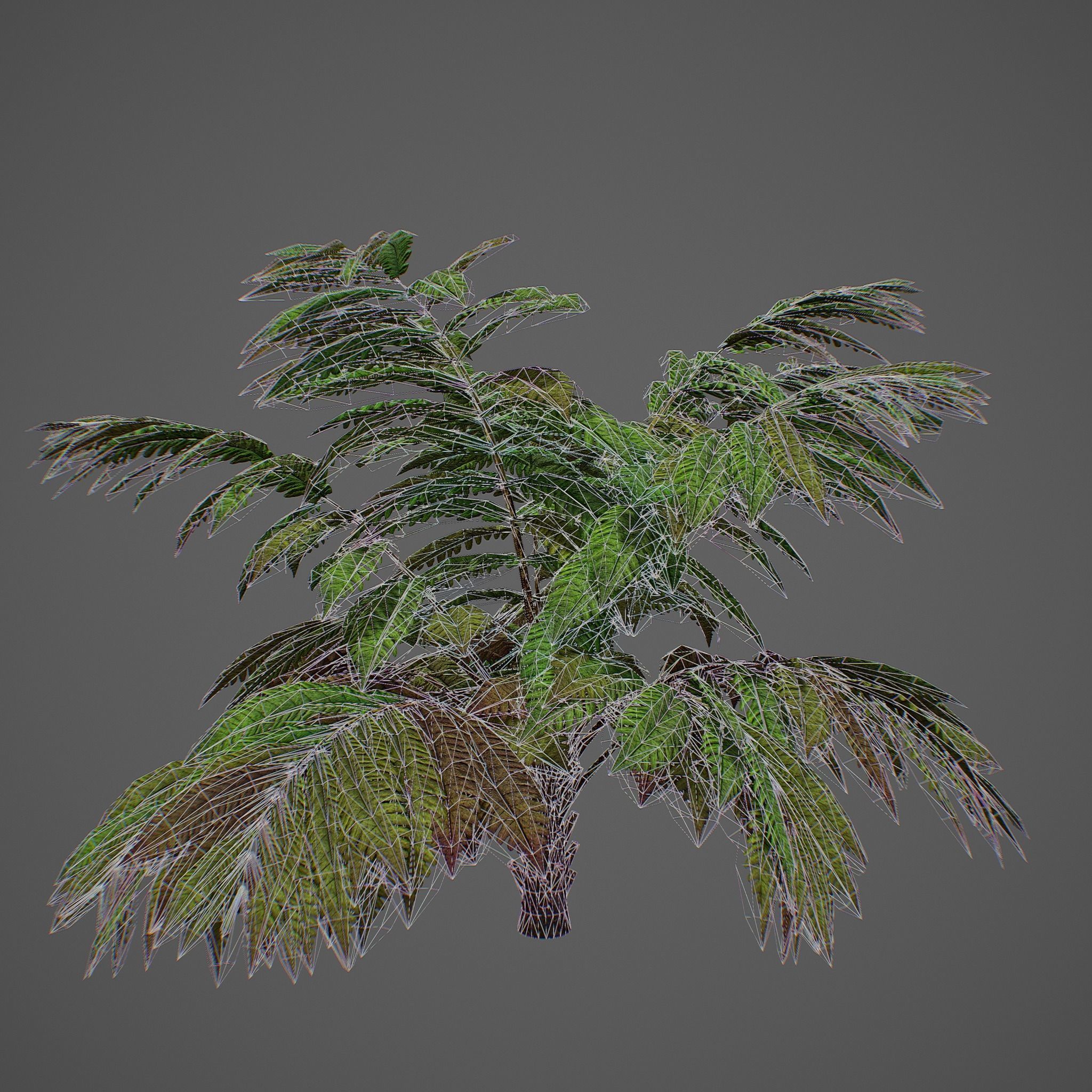 Alsophila fern averahe HIGH Low-poly 3D model_22