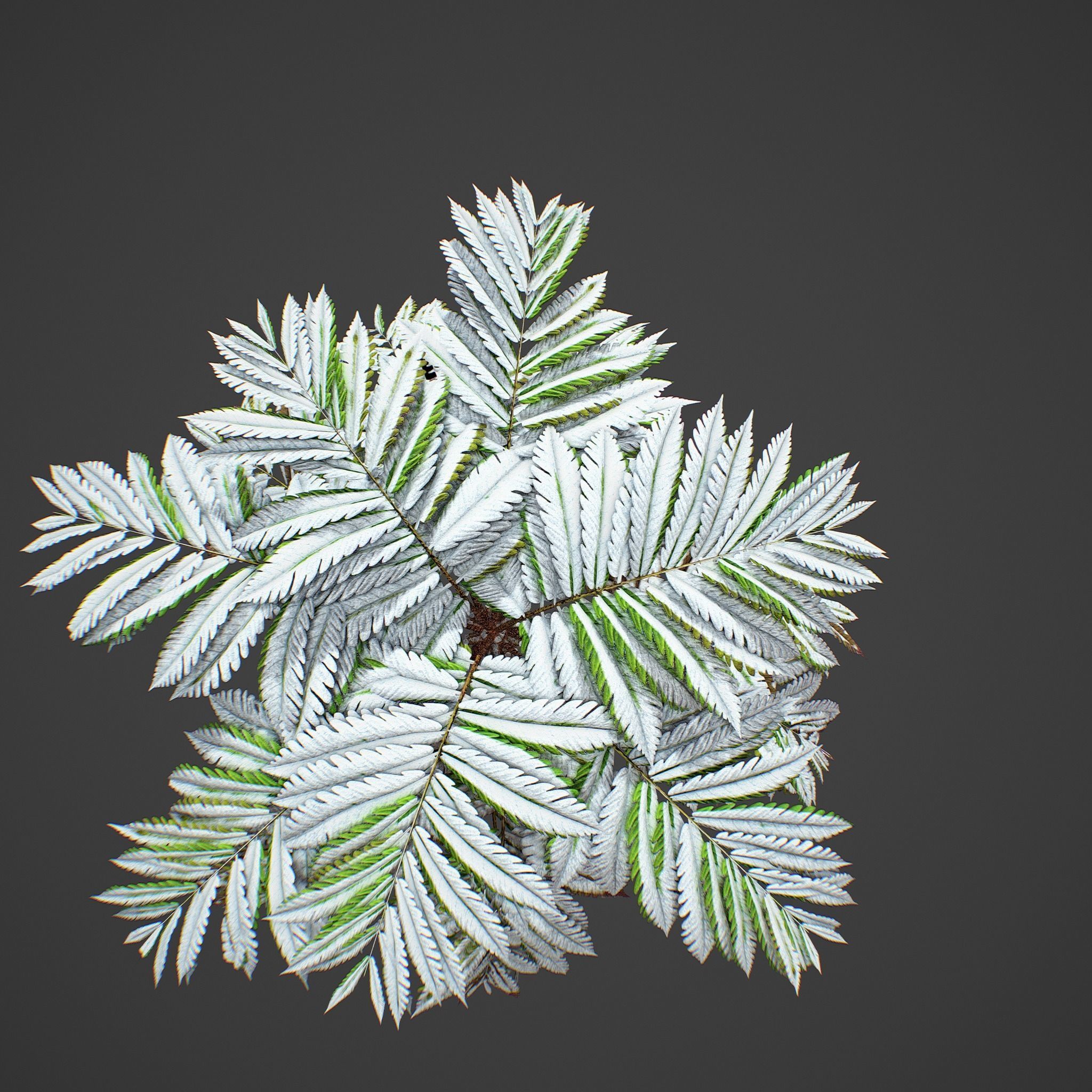 Alsophila fern averahe HIGH Low-poly 3D model_12