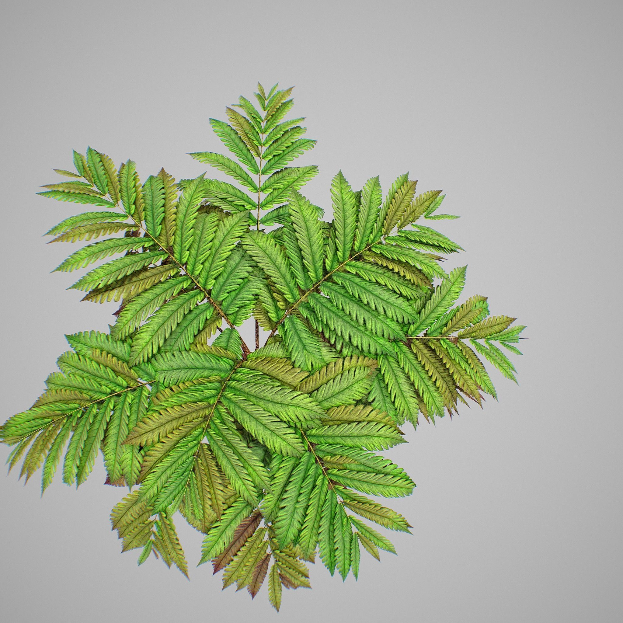 Alsophila fern averahe HIGH Low-poly 3D model_17