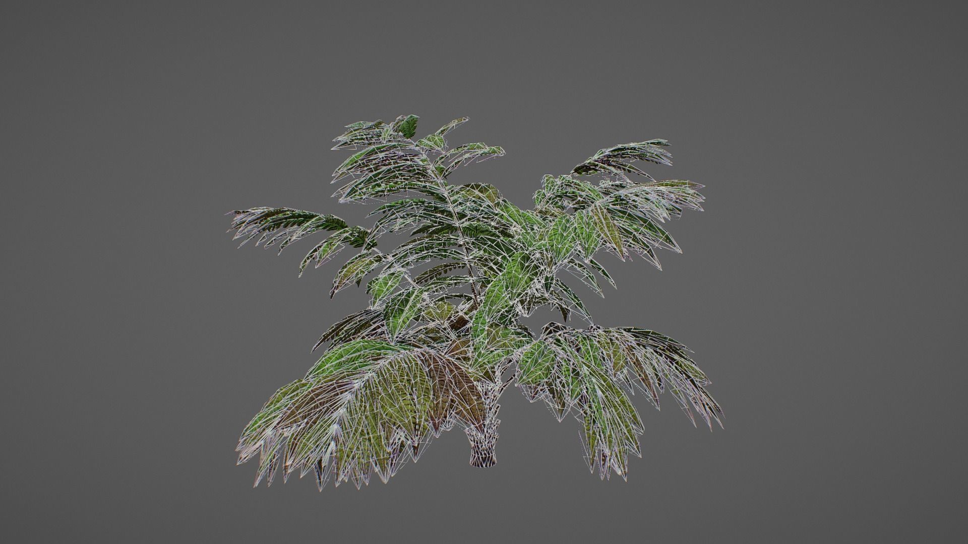 Alsophila fern averahe HIGH Low-poly 3D model_21