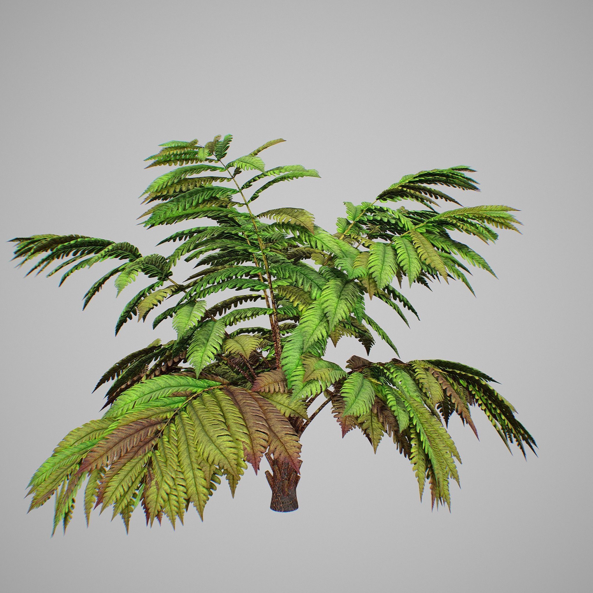 Alsophila fern averahe HIGH Low-poly 3D model_19