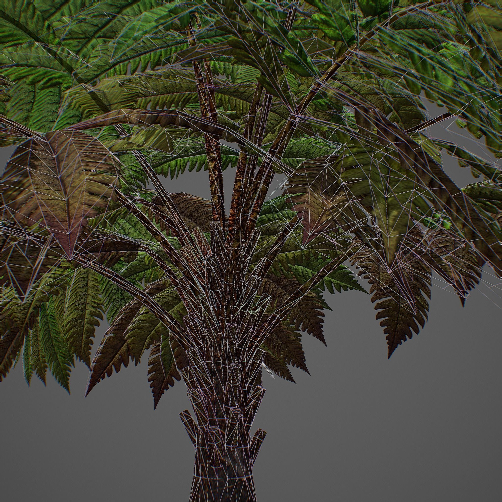 Alsophila fern averahe HIGH Low-poly 3D model_24