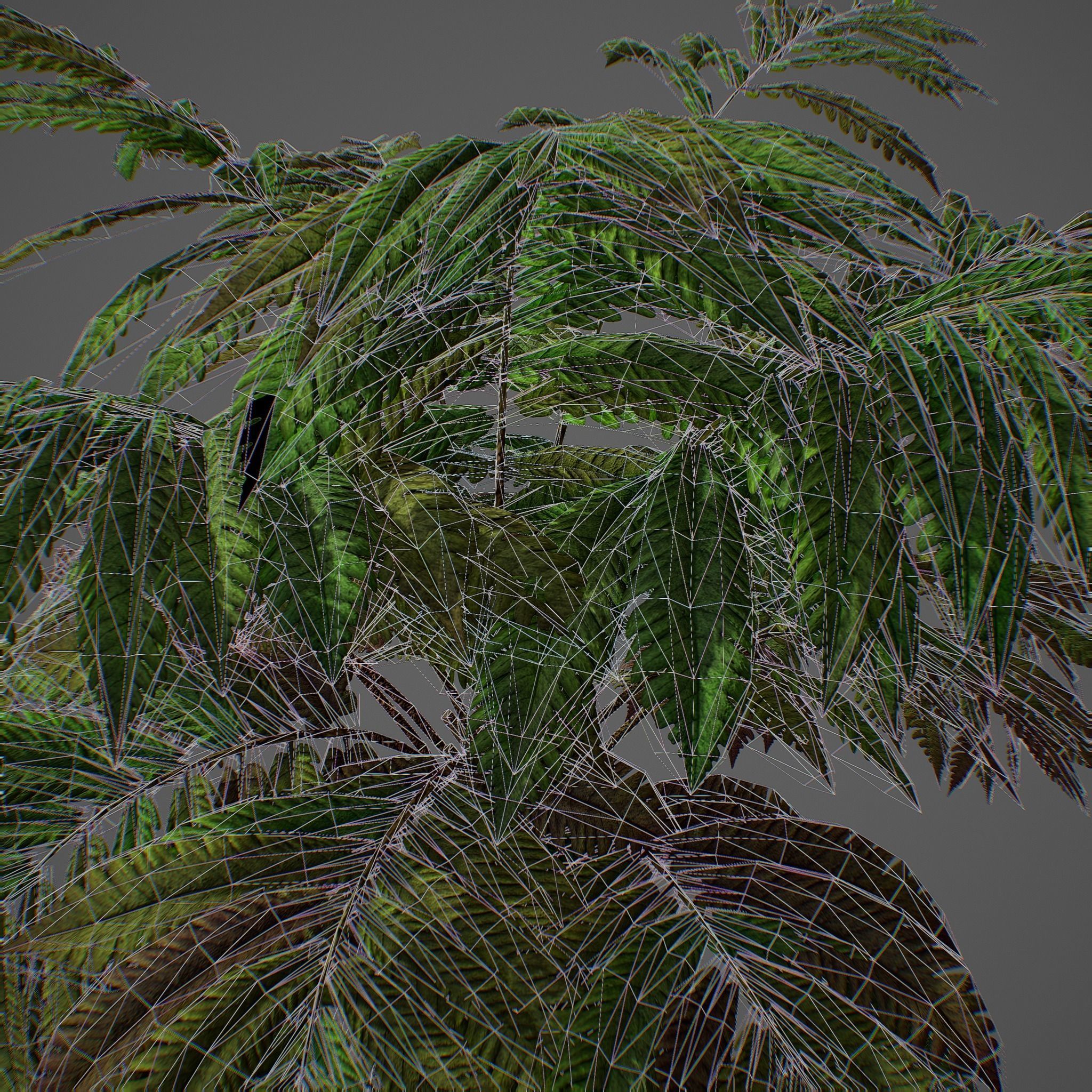 Alsophila fern averahe HIGH Low-poly 3D model_23