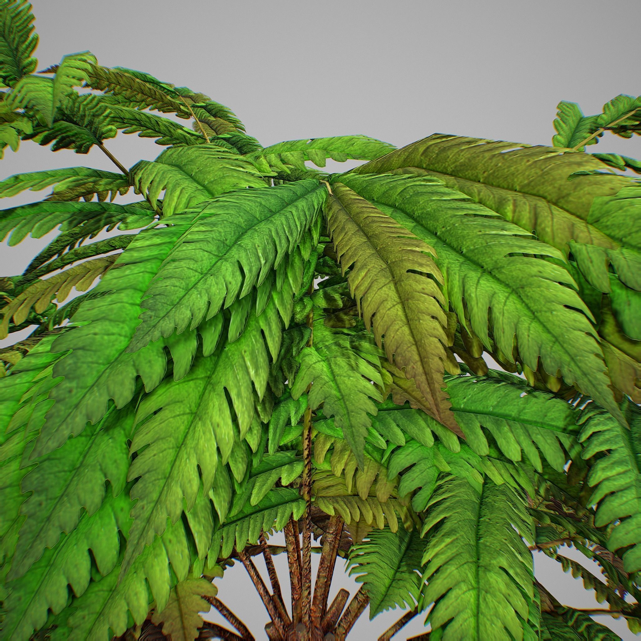 Alsophila fern averahe HIGH Low-poly 3D model_10