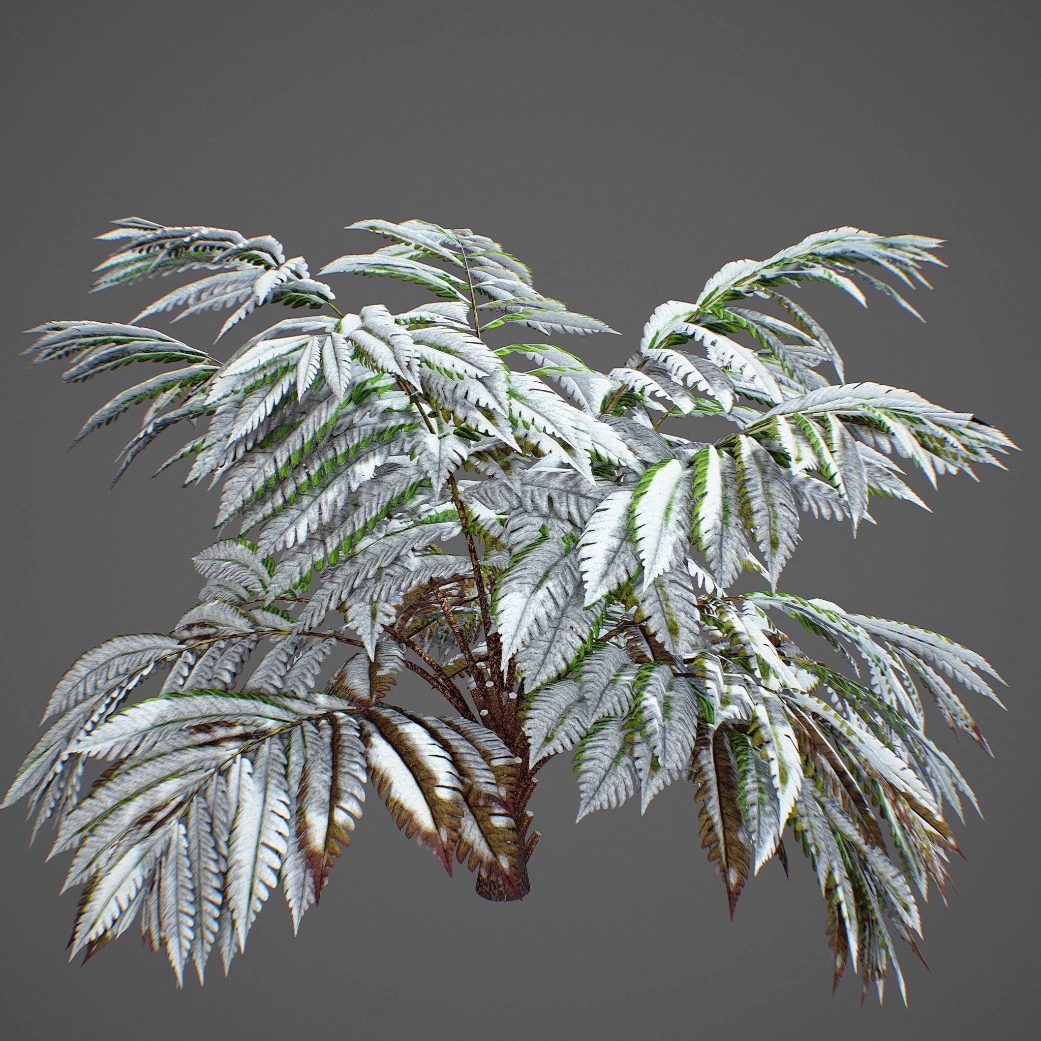 Alsophila fern averahe HIGH Low-poly 3D model_1
