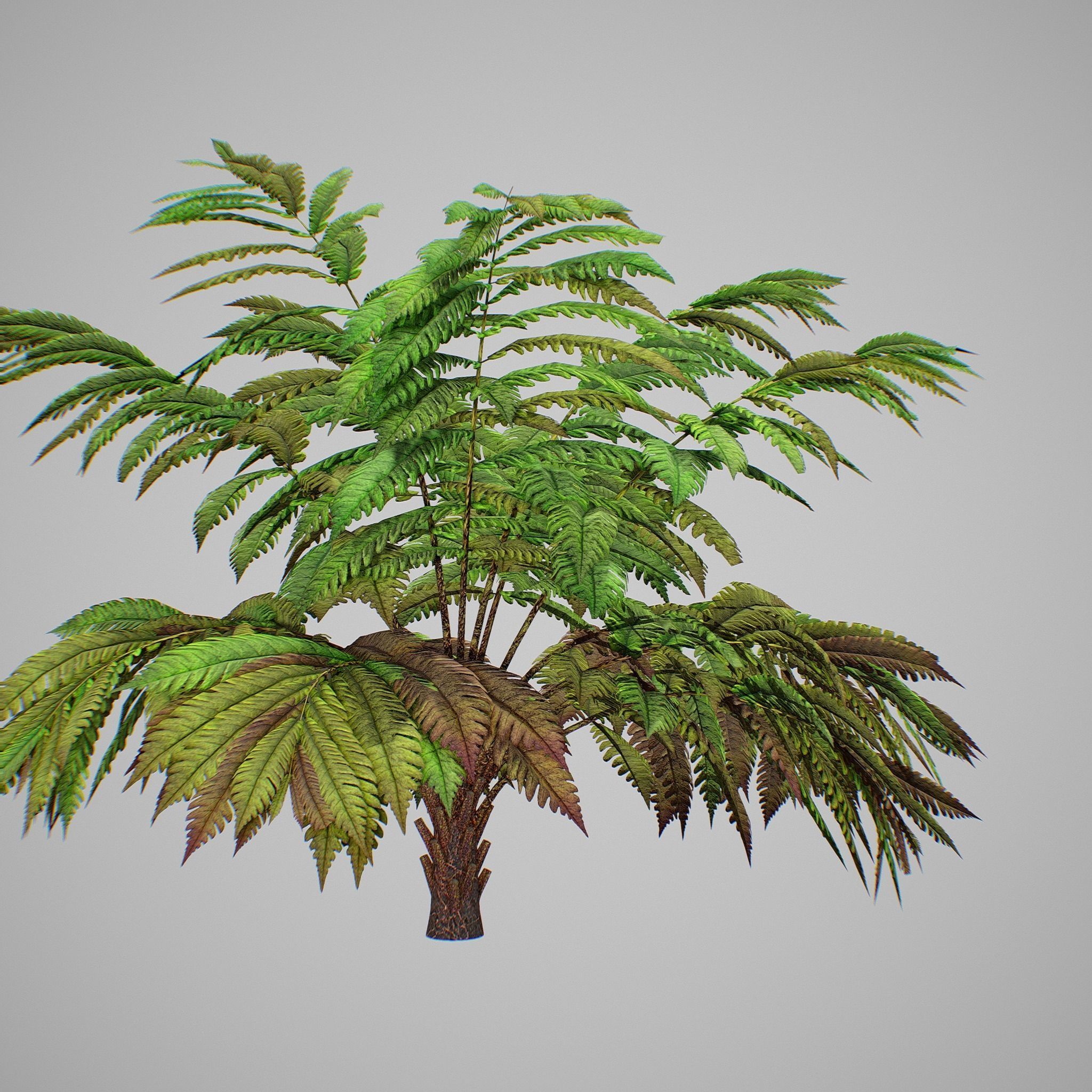 Alsophila fern averahe HIGH Low-poly 3D model_16