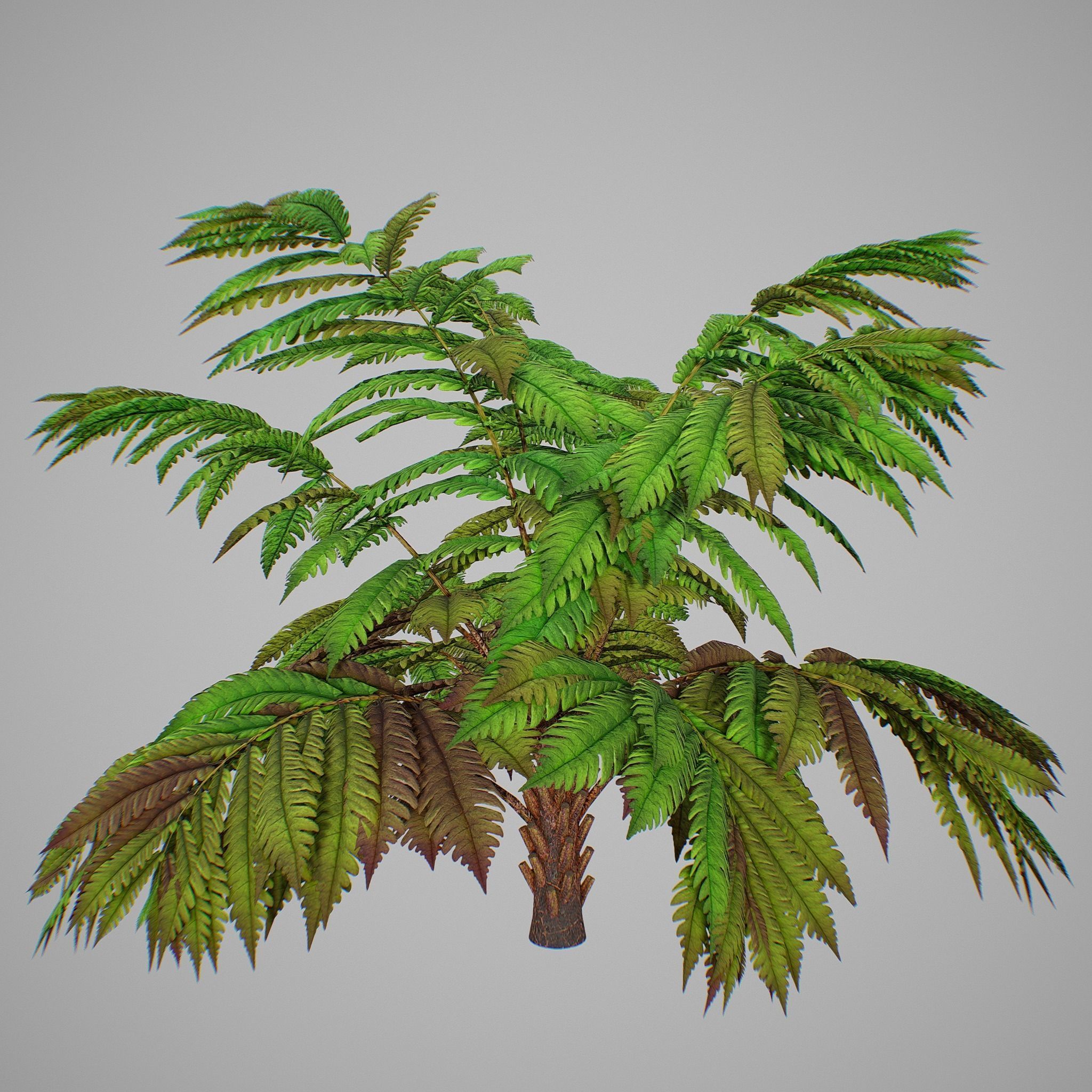 Alsophila fern averahe HIGH Low-poly 3D model_5
