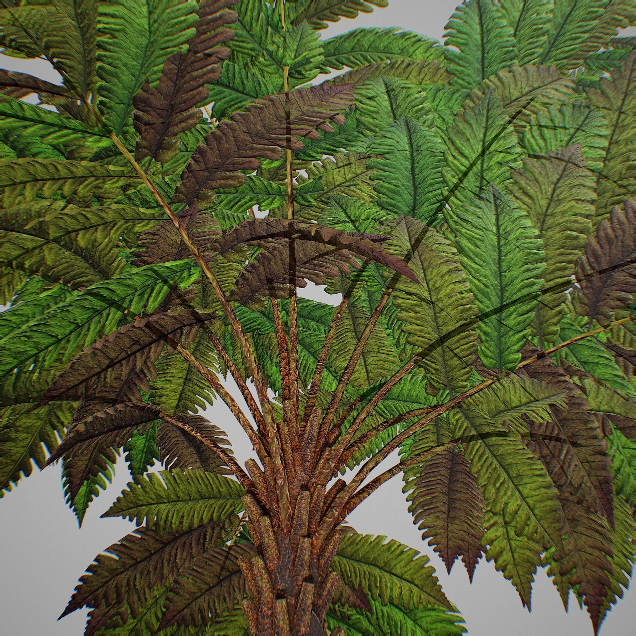 Alsophila fern averahe HIGH Low-poly 3D model_4