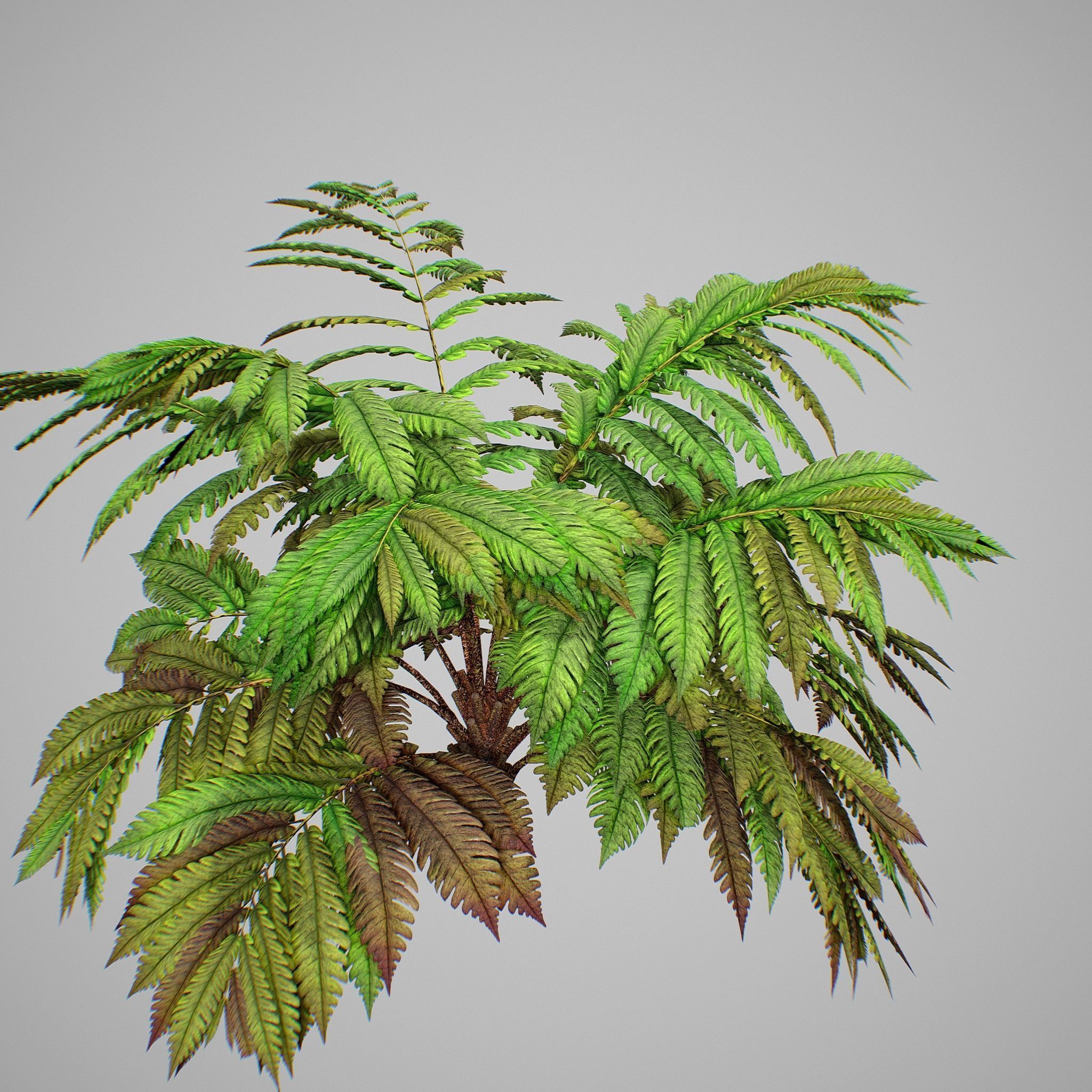 Alsophila fern averahe HIGH Low-poly 3D model_15
