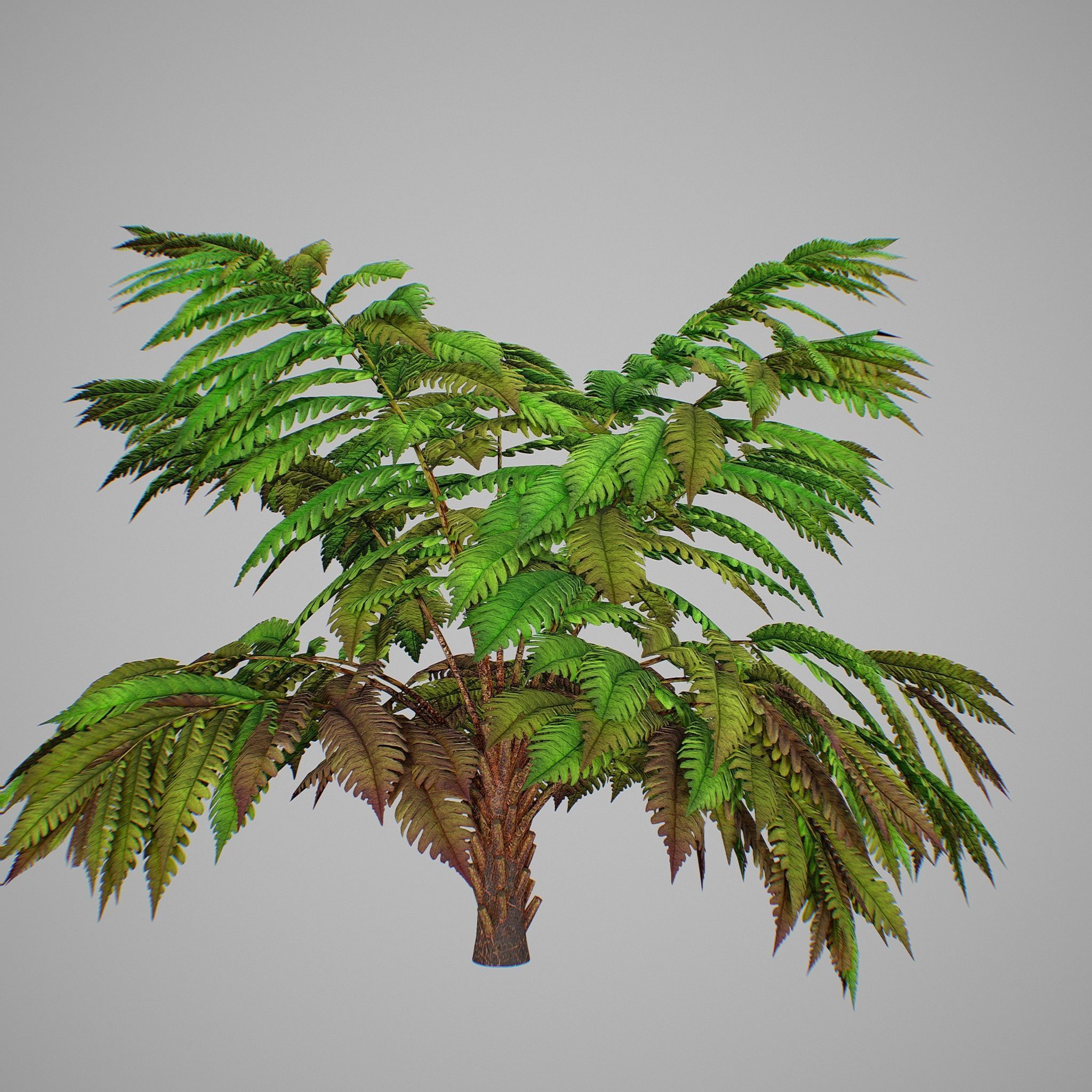 Alsophila fern averahe HIGH Low-poly 3D model_8