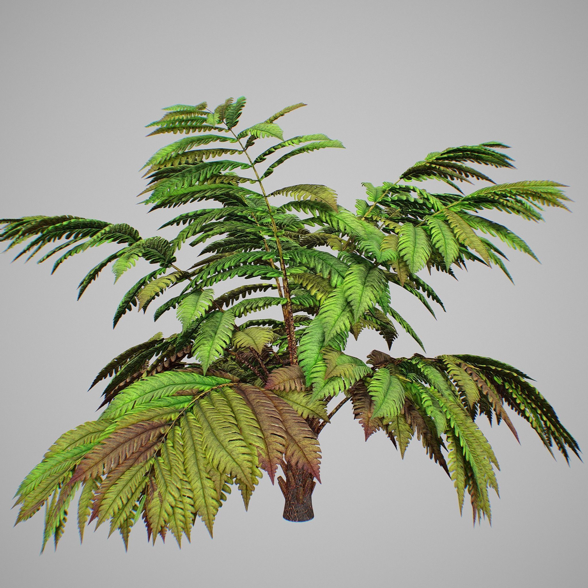 Alsophila fern averahe HIGH Low-poly 3D model_18