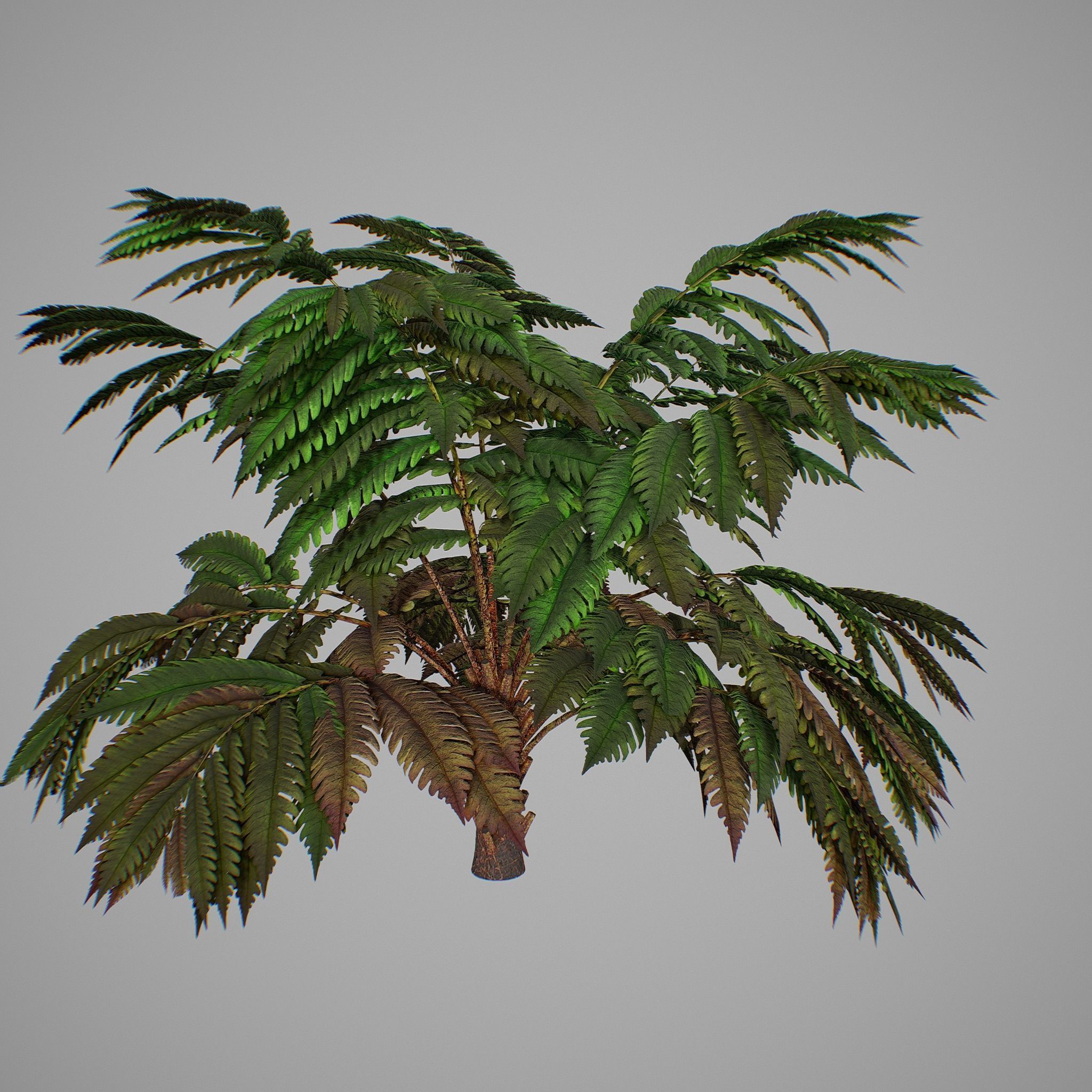 Alsophila fern averahe HIGH Low-poly 3D model_2