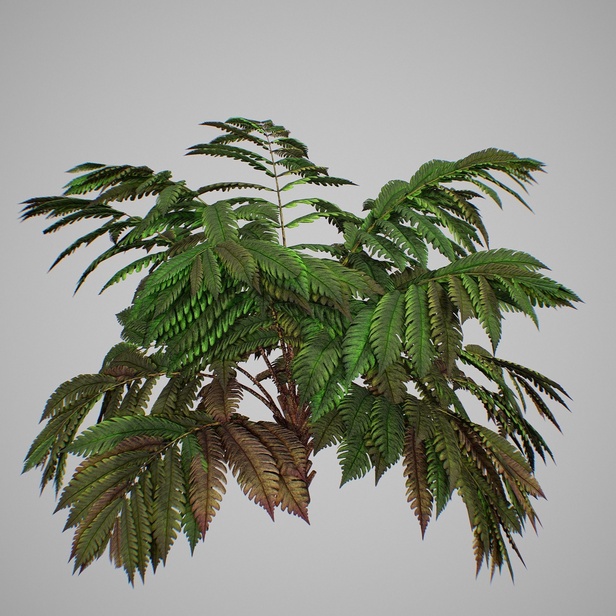 Alsophila fern averahe HIGH Low-poly 3D model_13