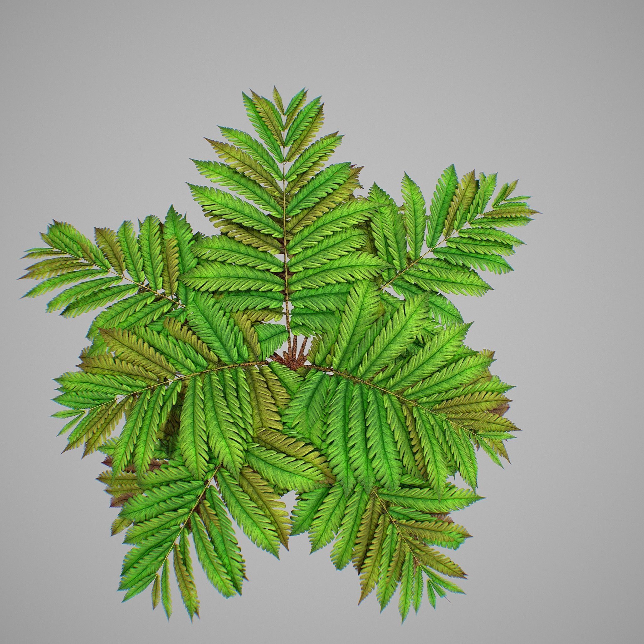 Alsophila fern averahe HIGH Low-poly 3D model_9