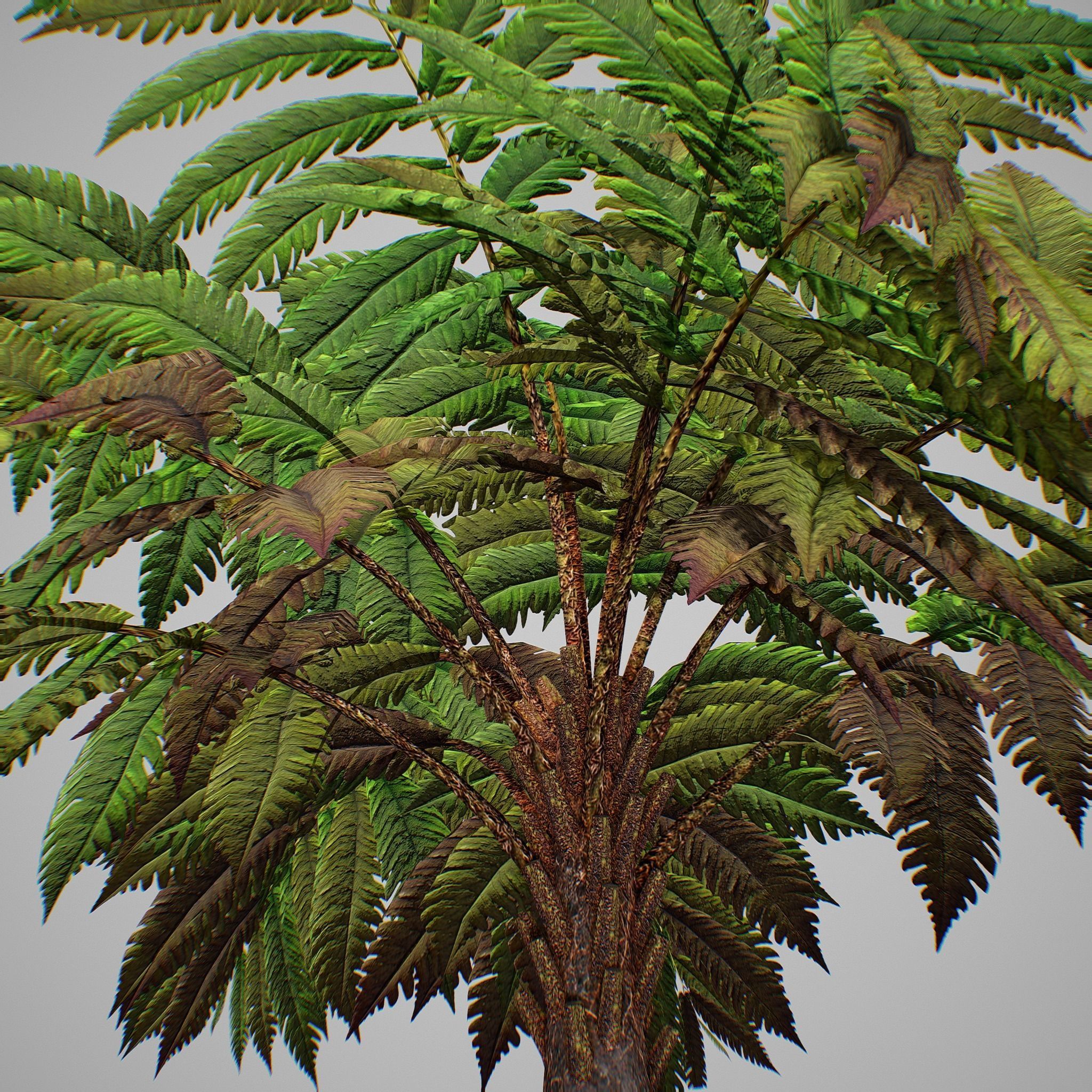 Alsophila fern averahe HIGH Low-poly 3D model_20