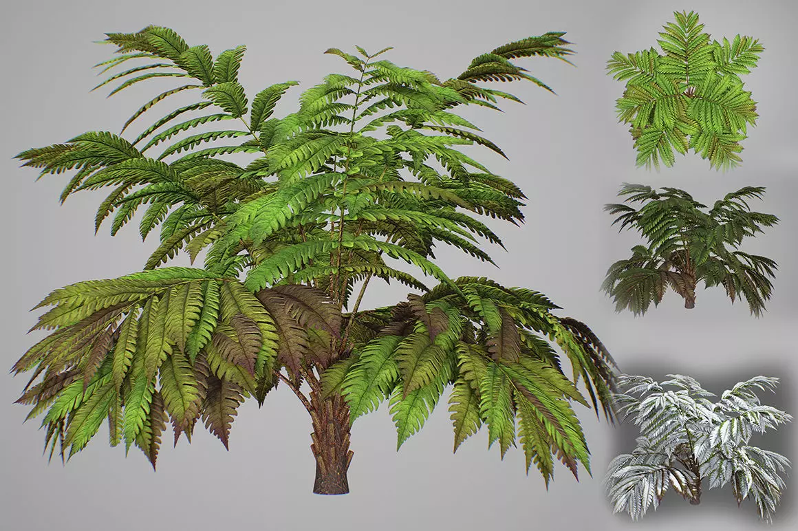 Alsophila fern averahe HIGH Low-poly 3D model_0