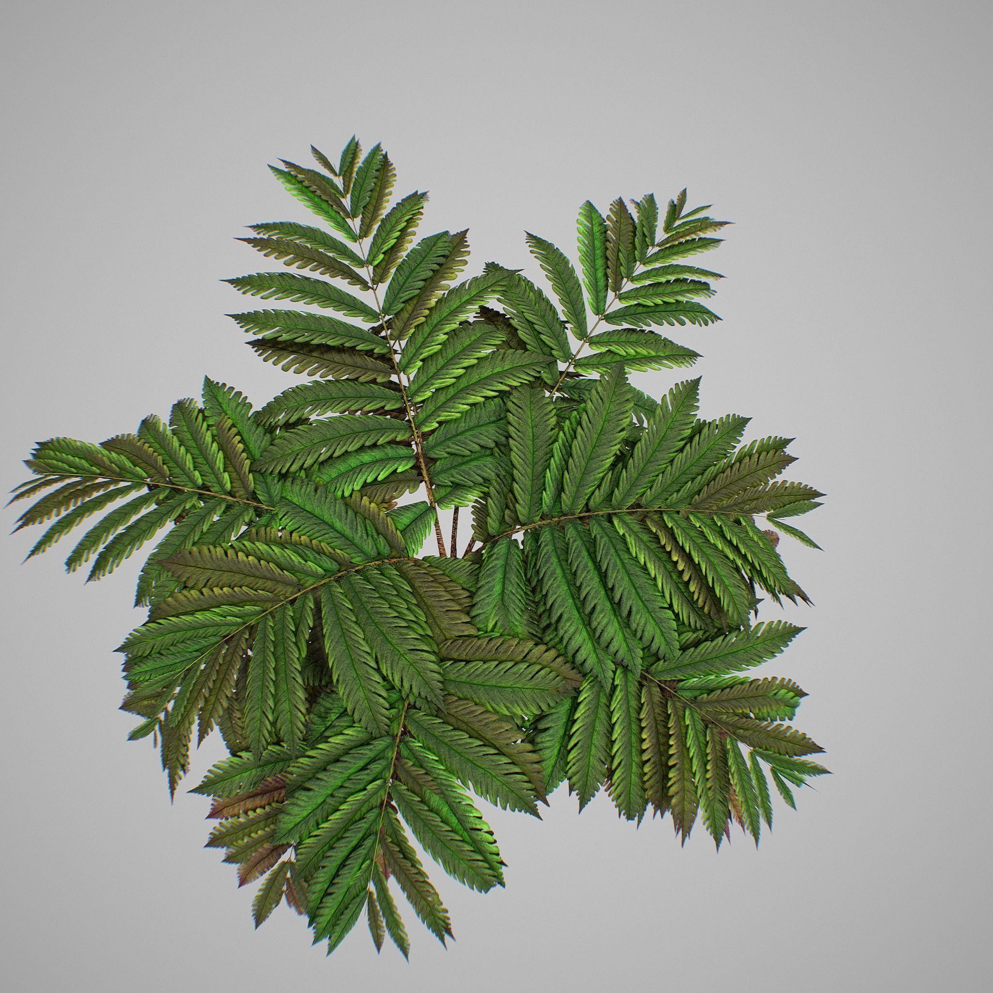 Alsophila fern averahe HIGH Low-poly 3D model_14