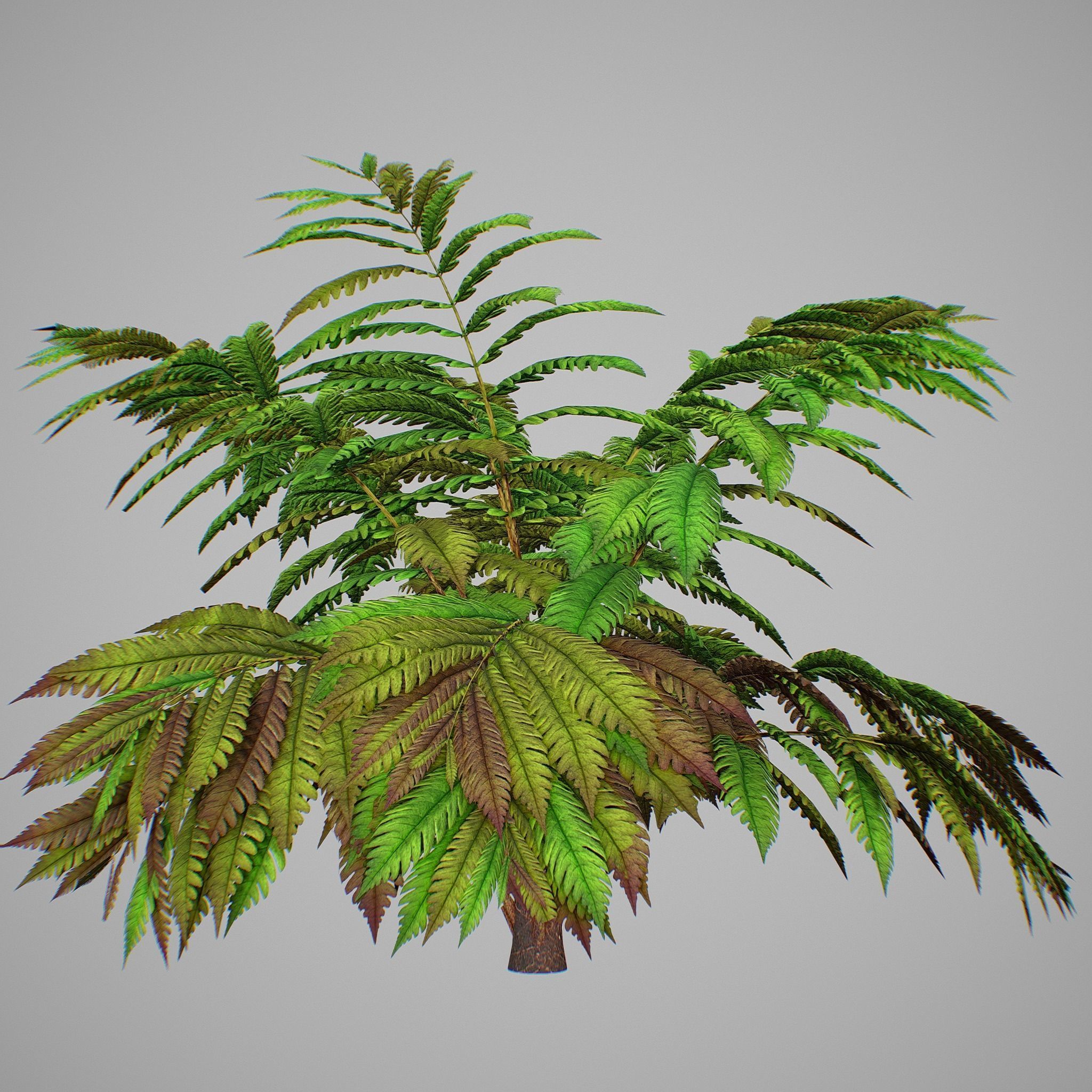 Alsophila fern averahe HIGH Low-poly 3D model_7