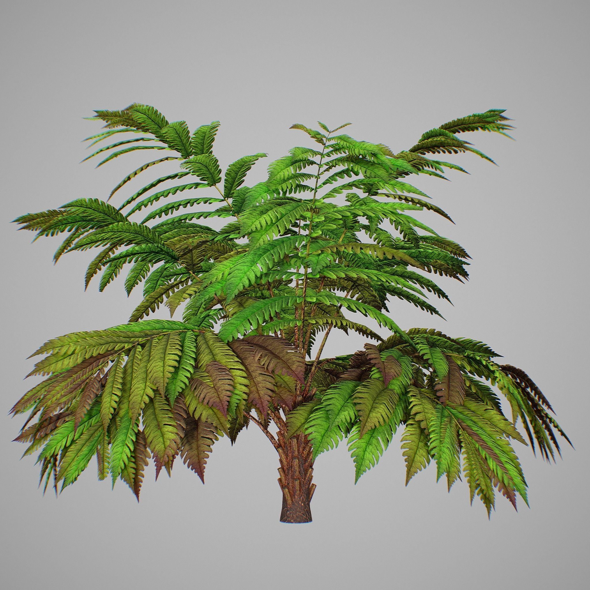 Alsophila fern averahe HIGH Low-poly 3D model_6
