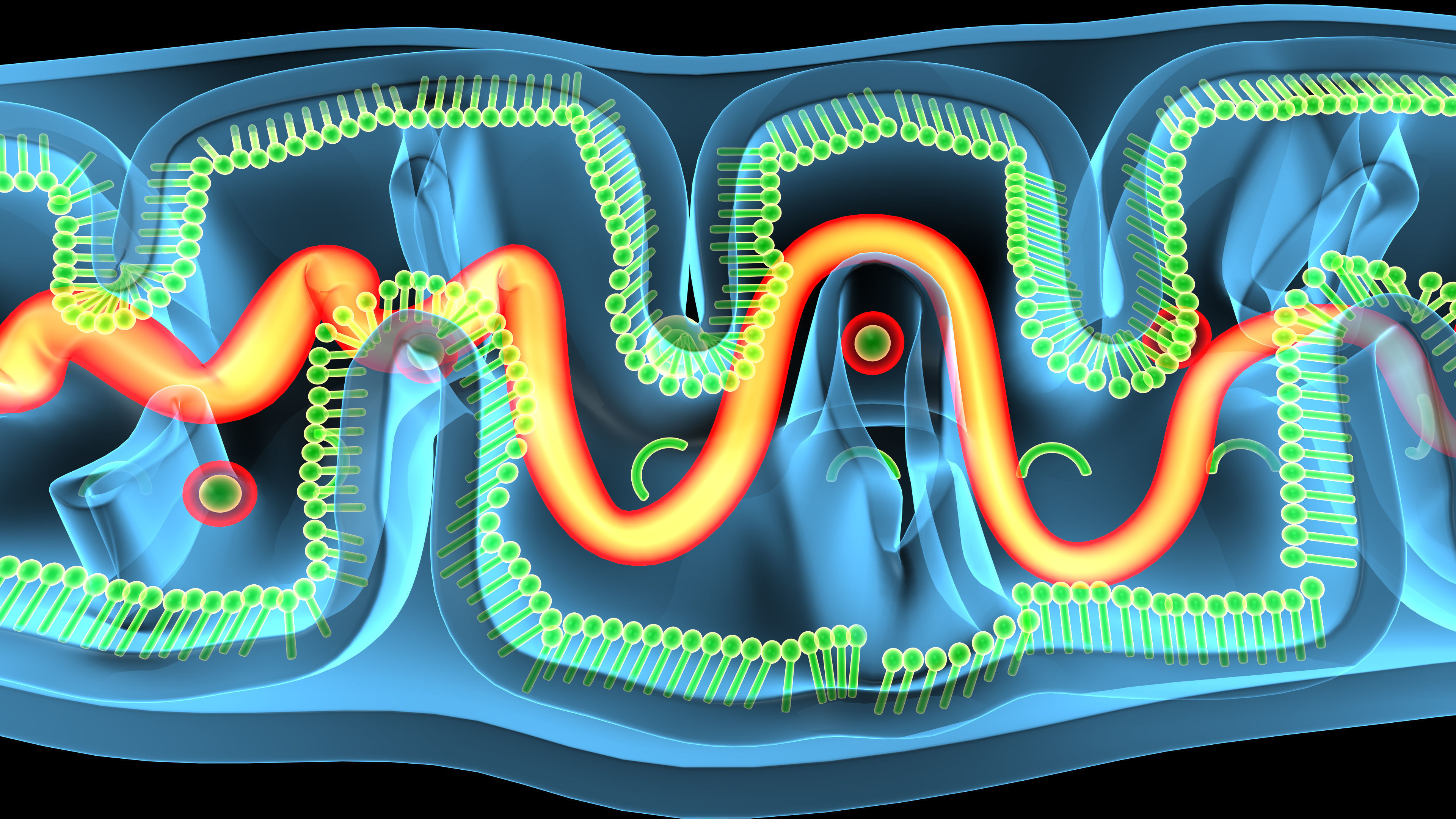 mitochondria cell 3D model_6