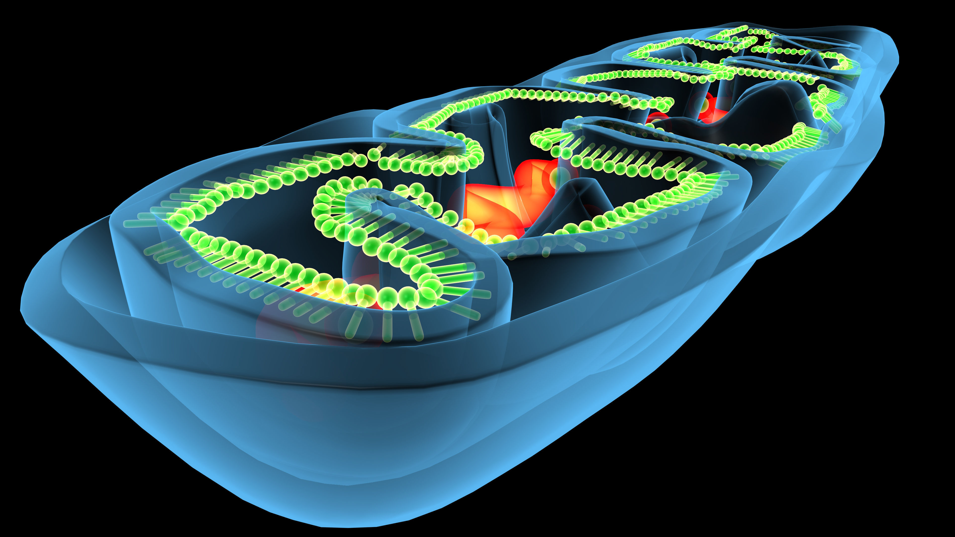 mitochondria cell 3D model_5