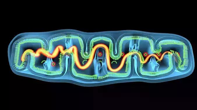 mitochondria cell 3D model