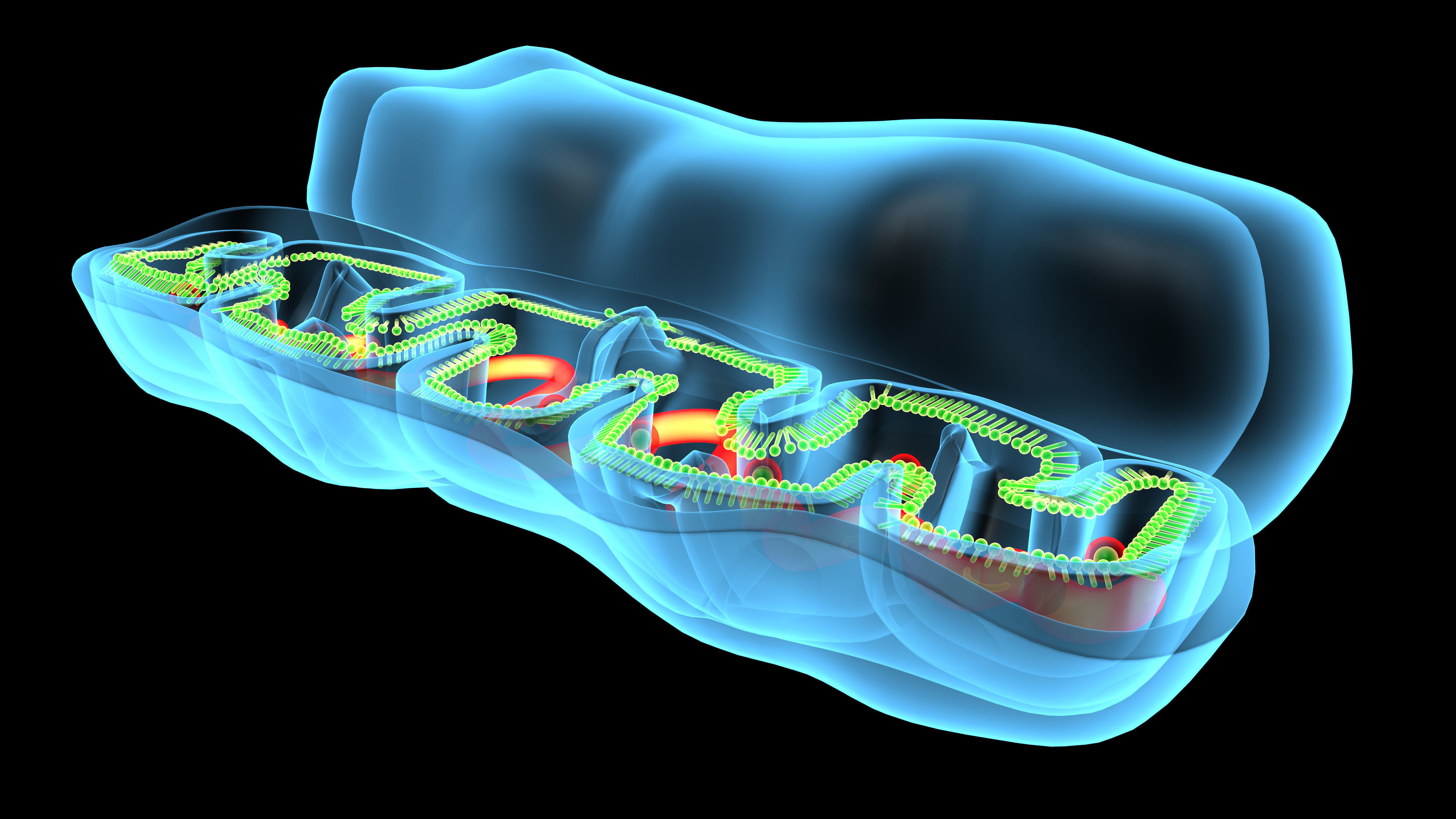 mitochondria cell 3D model_7