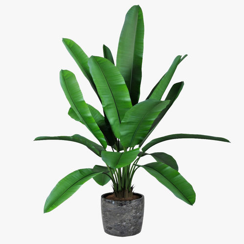 Banana tree 02 3D model