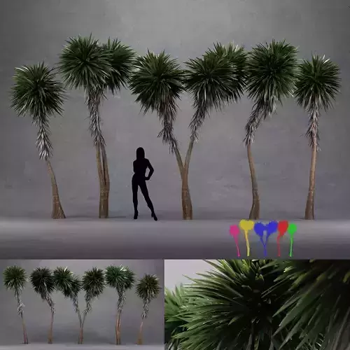 Cabbage Tree - Cordyline Australis - Large02 3D model