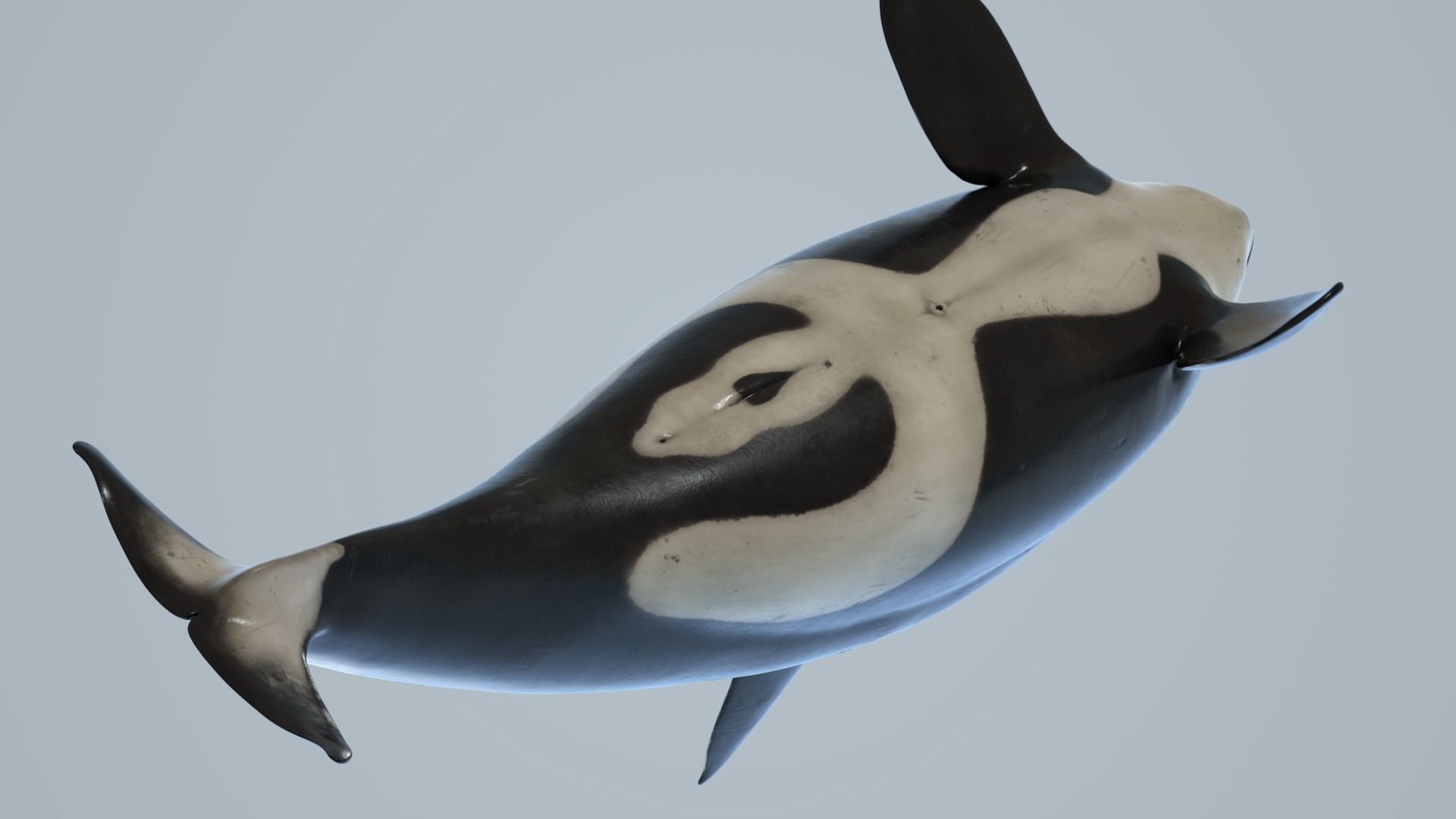 Killer whale rigged and animated for Cinema 4d Low-poly 3D model_9