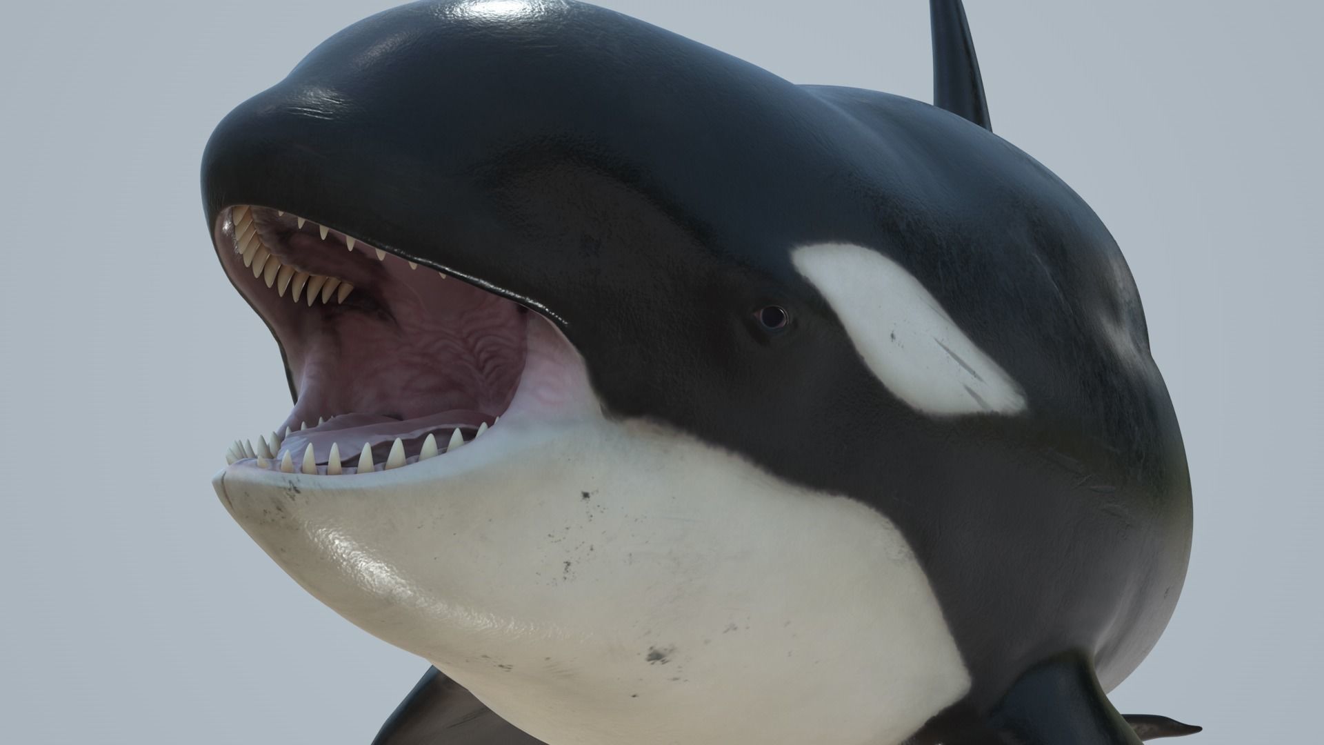 Killer whale rigged and animated for Cinema 4d Low-poly 3D model_11