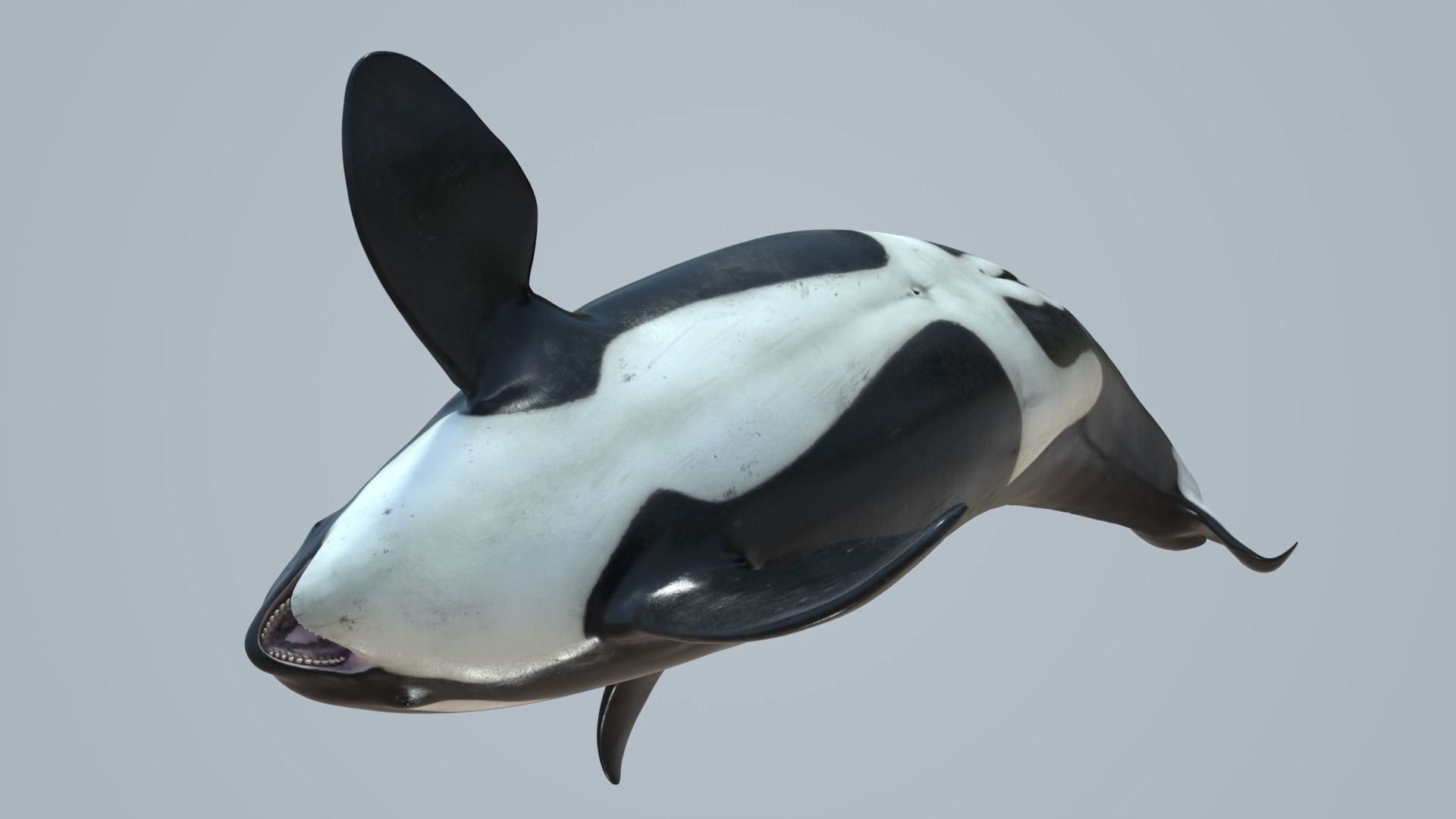 Killer whale rigged and animated for Cinema 4d Low-poly 3D model_7