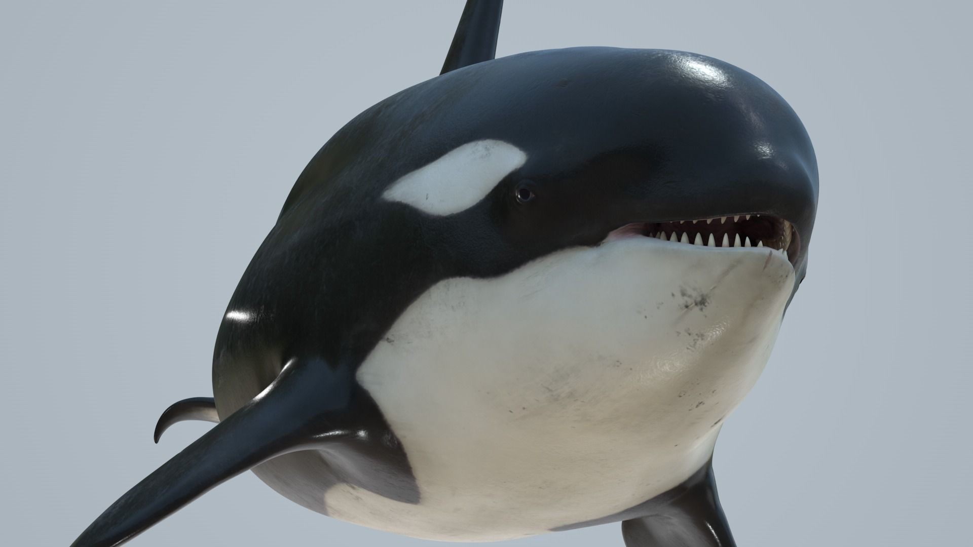Killer whale rigged and animated for Cinema 4d Low-poly 3D model_5