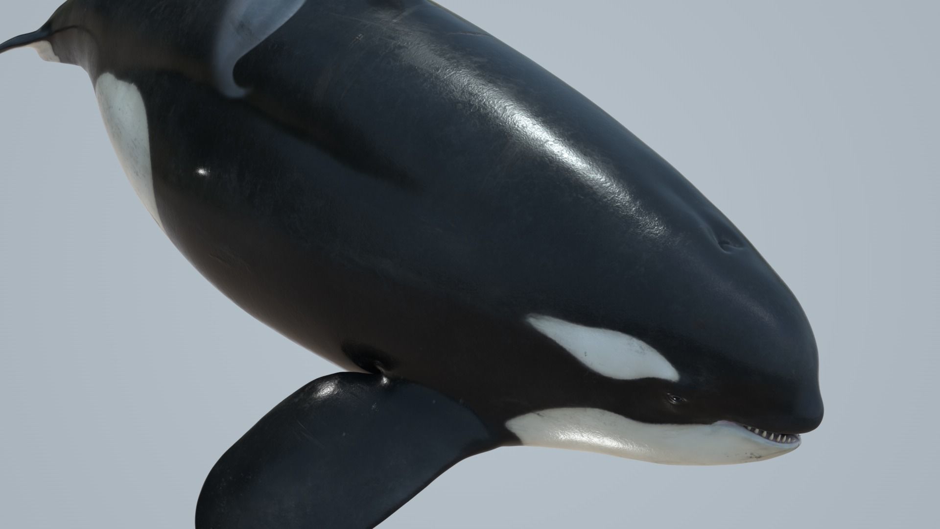 Killer whale rigged and animated for Cinema 4d Low-poly 3D model_3