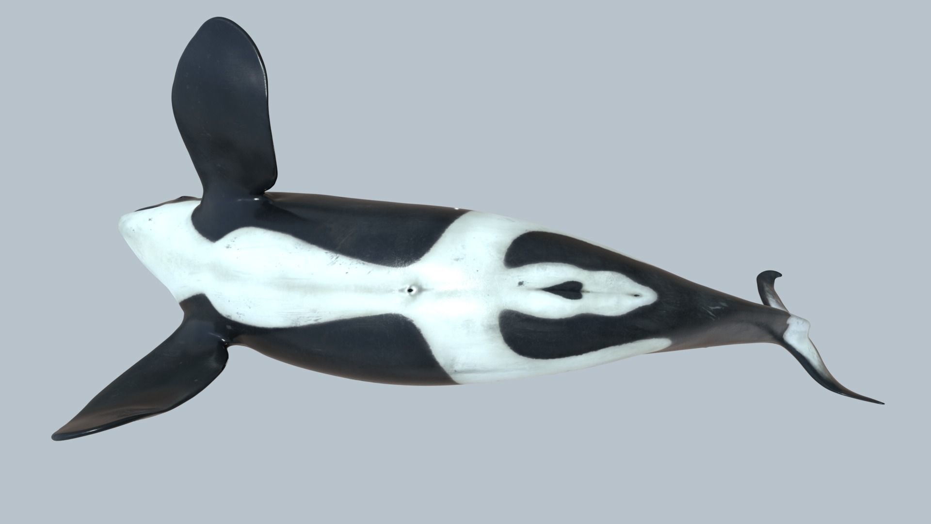 Killer whale rigged and animated for Cinema 4d Low-poly 3D model_2
