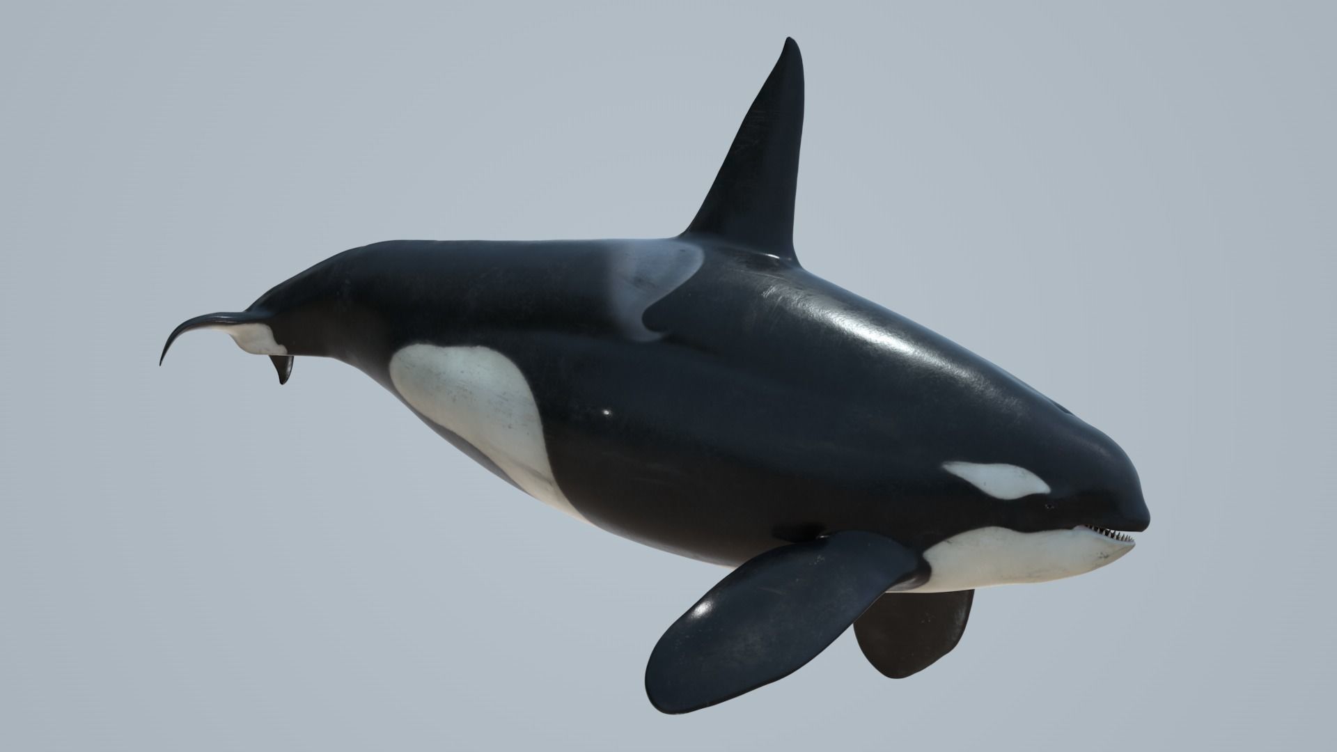 Killer whale rigged and animated for Cinema 4d Low-poly 3D model_4