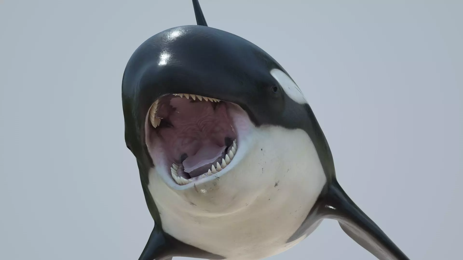 Killer whale rigged and animated for Cinema 4d Low-poly 3D model_0