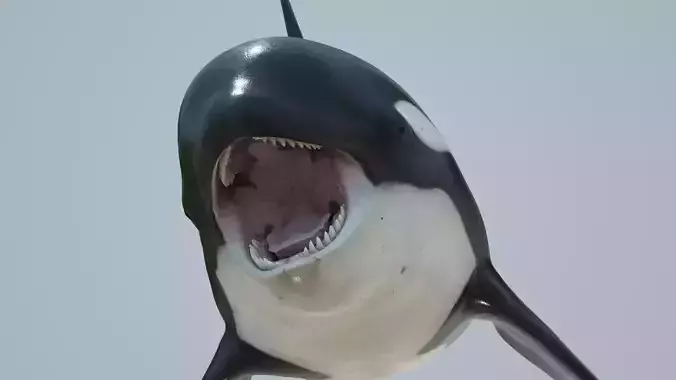 Killer whale rigged and animated for Cinema 4d Low-poly 3D model