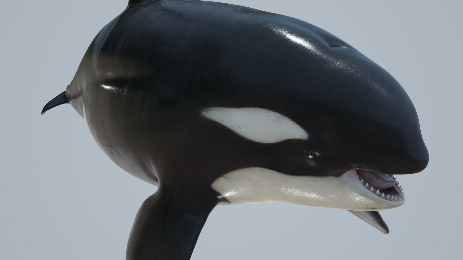 Killer whale rigged and animated for Cinema 4d Low-poly 3D model_10
