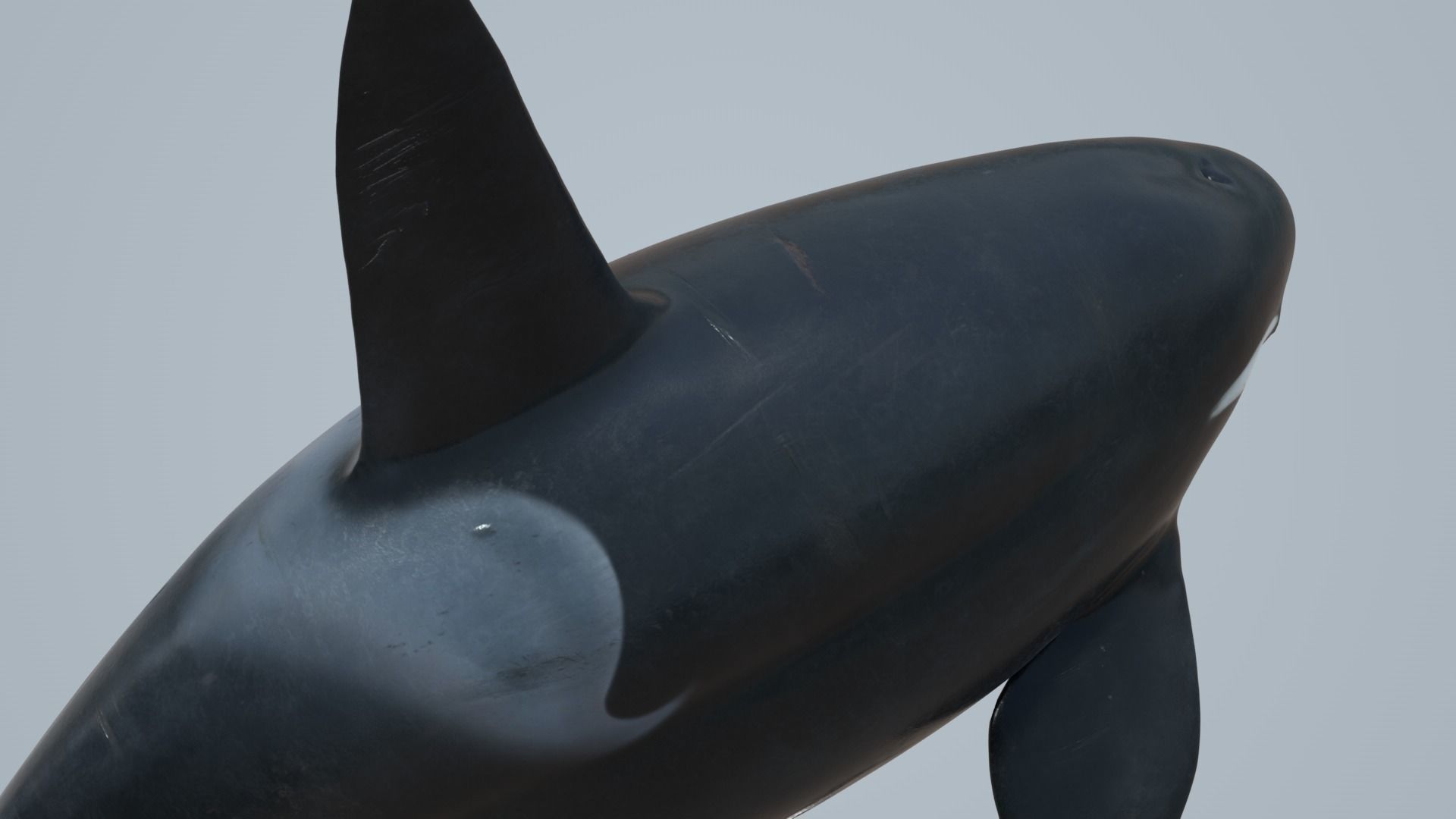 Killer whale rigged and animated for Cinema 4d Low-poly 3D model_12