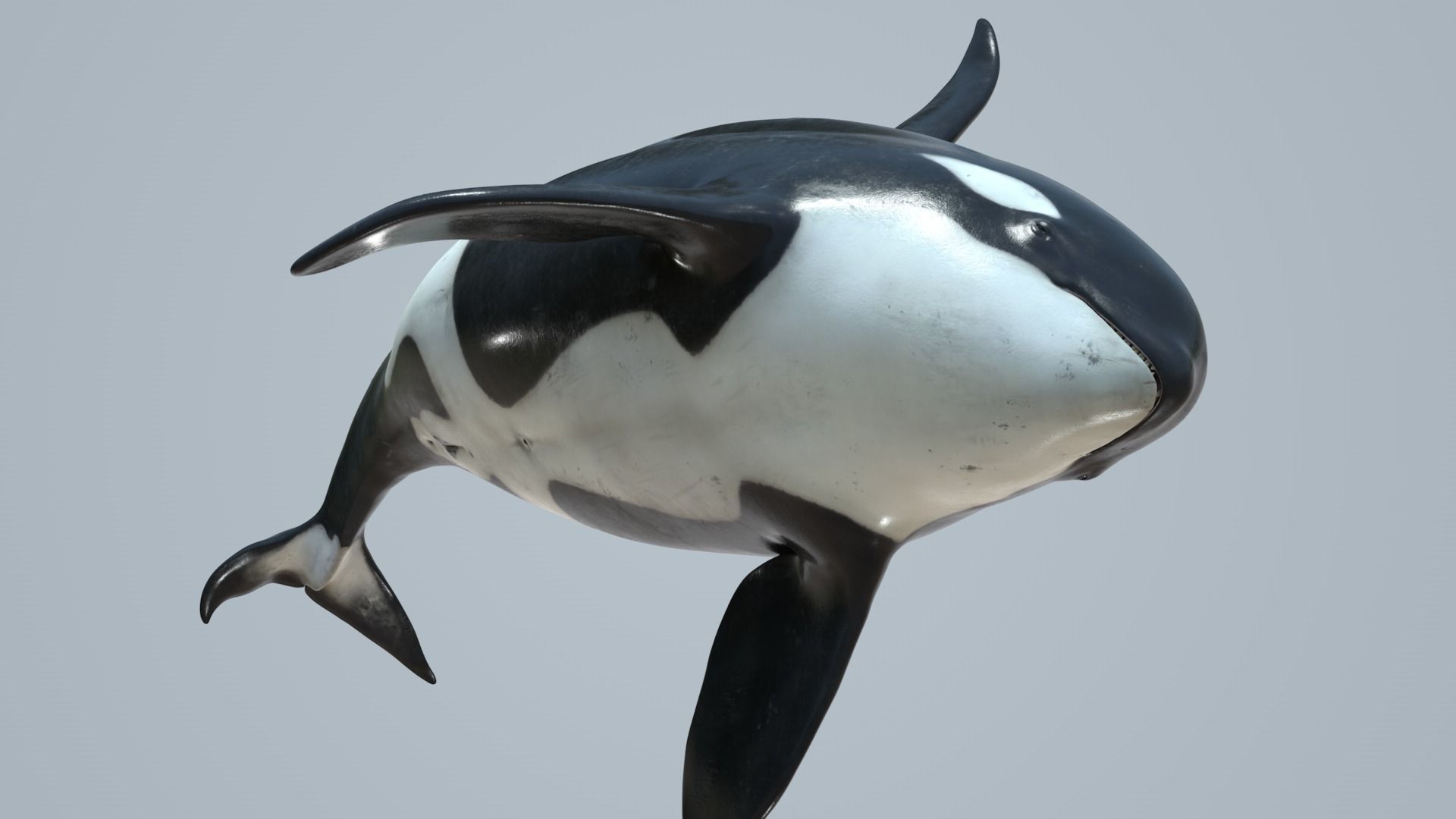 Killer whale rigged and animated for Cinema 4d Low-poly 3D model_6